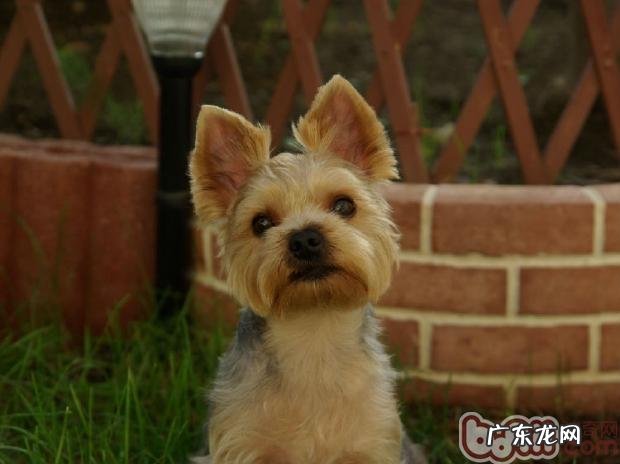 约克夏普遍的遗传性疾病