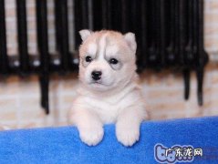 造成金毛拉肚子腹泻的原因