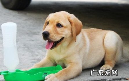 如何提高小狗免疫能力和抵抗能力