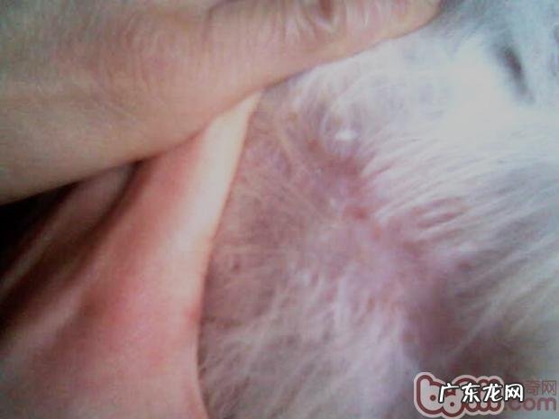 满虫与细菌混和传染性皮肤病治疗