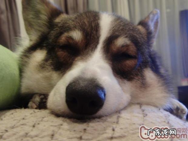 狗狗生病前的几个预兆