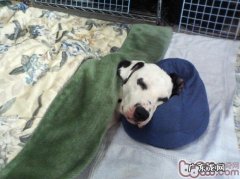 小狗家用品误吞中毒了的解决