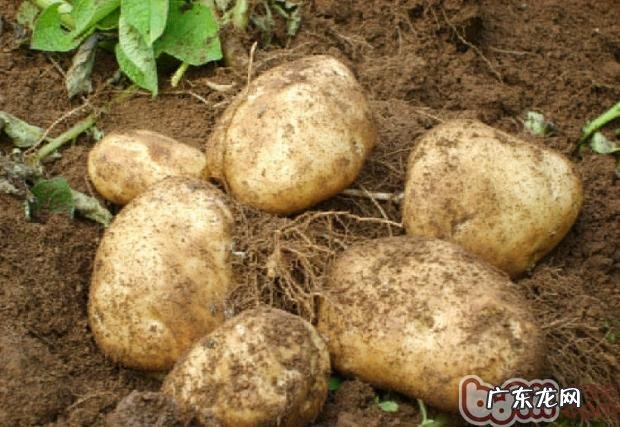 狗狗误食土豆的医治