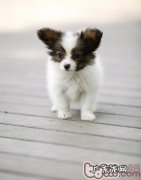 金毛犬生产制造征兆主要表现有哪些