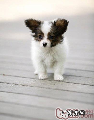 金毛犬生产制造征兆主要表现有哪些