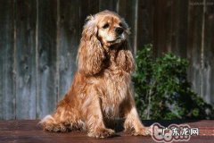 可卡犬生完孩子和临产前如何医护