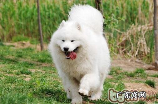 萨摩耶犬交配受哪些方面危害