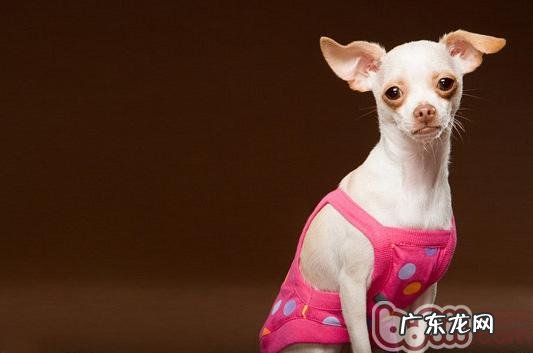 金毛犬有异味应该怎么办