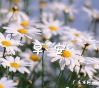 秋天早晨心情愉快唯美句子 【抖音文案】早晨心情愉快唯美句子