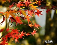 深秋初冬的句子短句唯美 【抖音文案】形容深秋初冬的唯美句子