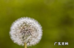 描写蒲公英花的句子 超优美 【抖音文案】描写蒲公英开的花的句子