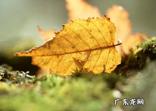 描写秋天伤感唯美句子 【抖音文案】秋天的唯美伤感句子