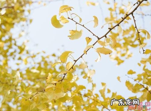 描写秋天银杏叶景色优美句子 【抖音文案】描写秋天银杏叶的唯美句子