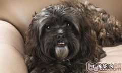 宠物狗牙周病的病症及医治