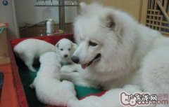 刚生完小狗以后母狗的营养成分医护