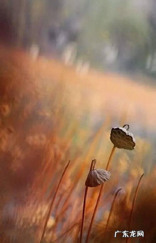 风景说说感悟生活自己短句 【抖音文案】感悟风景与人生的短句