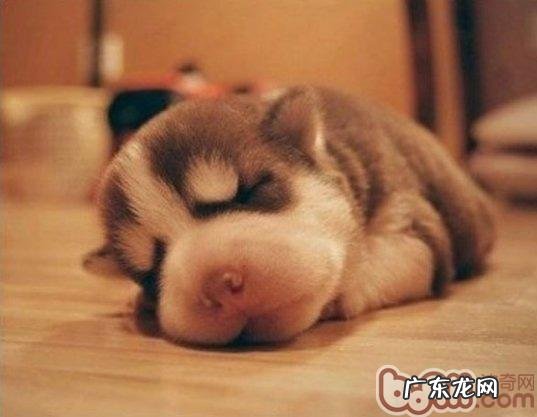 新生儿宠物狗也很有可能有裂头蚴