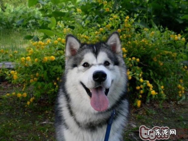 有关狗狗便秘的缘故