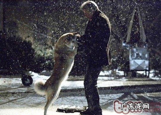 有1/4的小狗中老年人以后会得心脏疾病