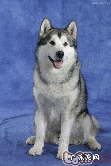 阿拉斯加犬产后调理常见问题