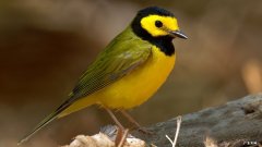 耳穴贴在耳朵上贴多长时间啊？