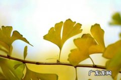 十一月银杏叶的唯美短句 【抖音文案】银杏叶的句子短句唯美