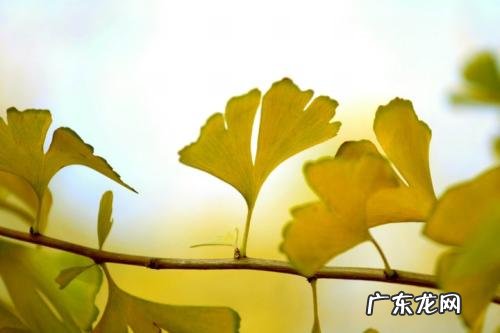 十一月银杏叶的唯美短句 【抖音文案】银杏叶的句子短句唯美