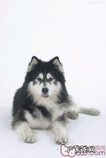 阿拉斯加犬有虱子该怎么办