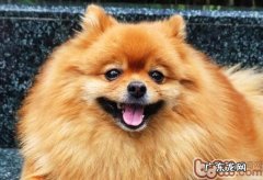 相关狗和狗中间静脉注射的材料