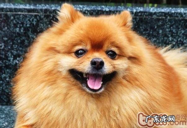 相关狗和狗中间静脉注射的材料