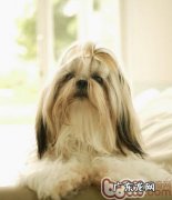 有关宠物诊所的挑选