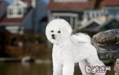 如何预防和医治比熊的裂头蚴