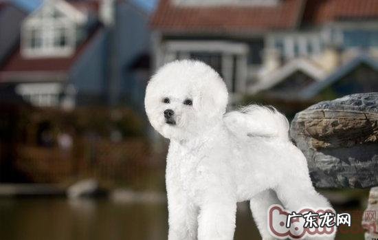 如何预防和医治比熊的裂头蚴