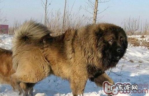 高加索犬绝育手术后会出現的难题