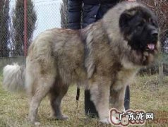 高加索犬有满虫病该怎么办