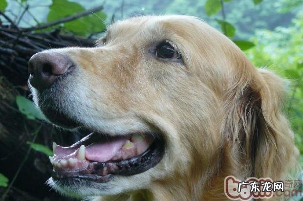 小狗产生口腔异味的几个根本原因