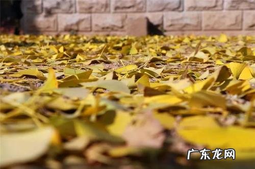 描写银杏落叶的诗句古诗 【抖音文案】初冬银杏落叶的诗句