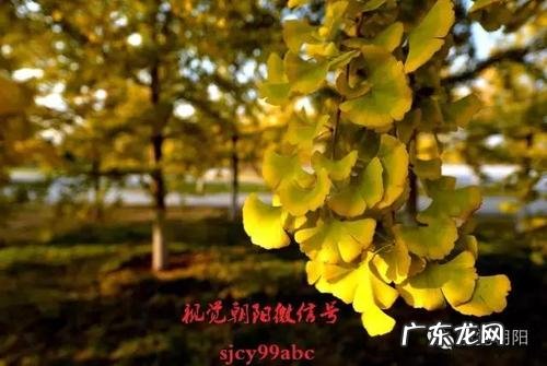 【抖音文案】写银杏树的好词好句好段摘抄大全