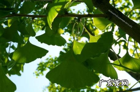 【抖音文案】写银杏树的好词好句好段摘抄大全