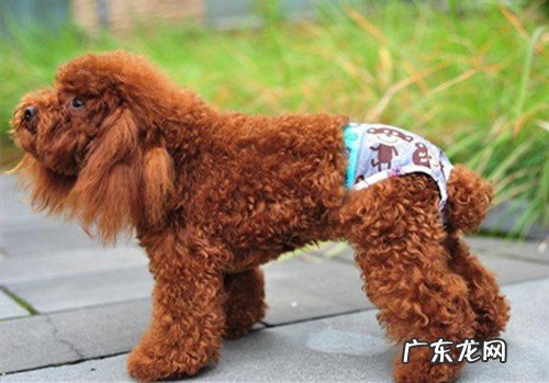 泰迪发情期会乱拉尿吗