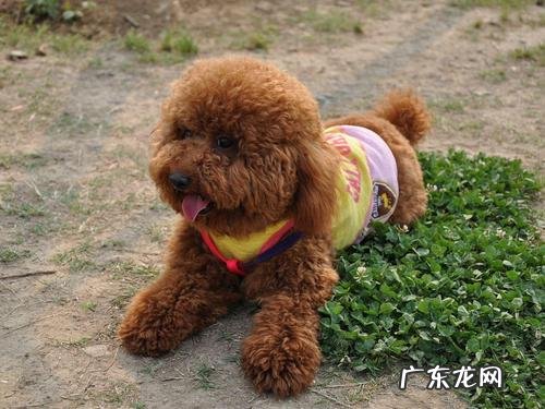 泰迪发情期会乱拉尿吗