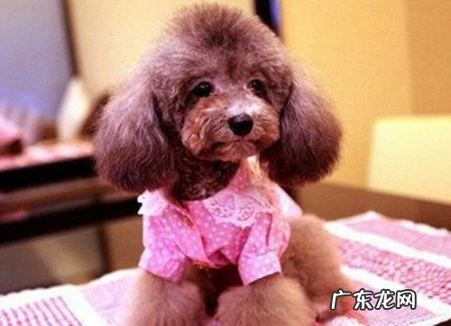 泰迪发情期会乱拉尿吗