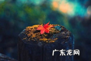 心情好的句子 【抖音文案】心情好的句子
