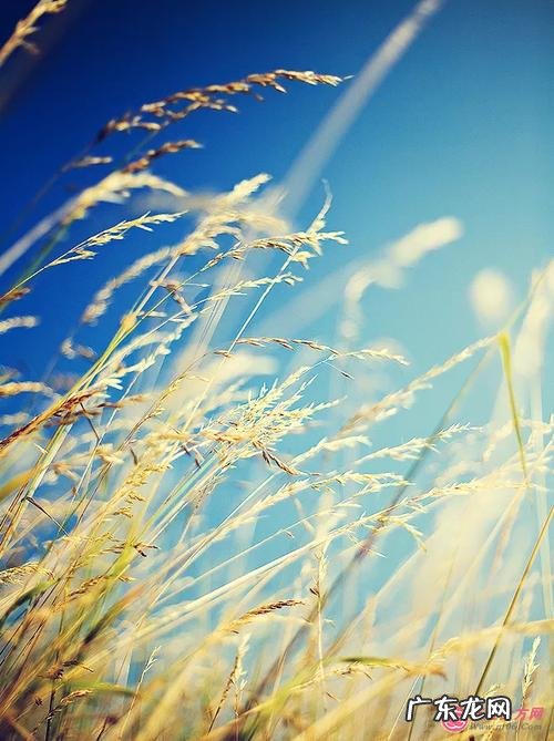 简短秋天风景八个字句子 【抖音文案】一句简短的风景句子秋天50字