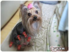 犬的体温超过是多少才算作发烫