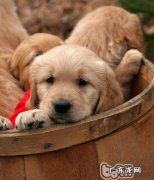 新买狗狗非常容易得病的缘故