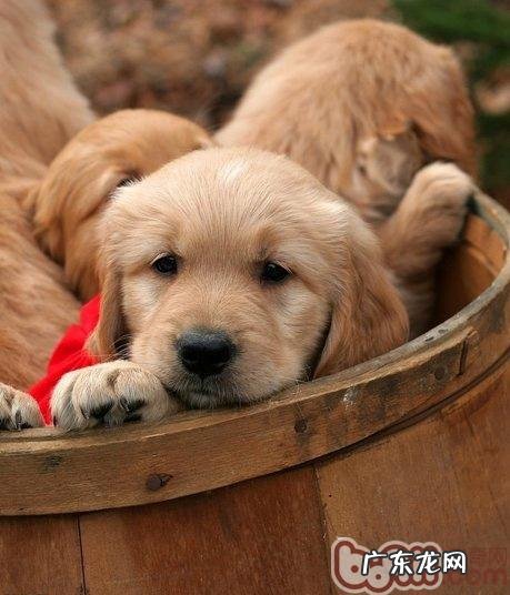 新买狗狗非常容易得病的缘故