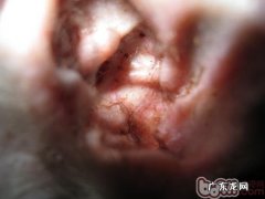 应对狗耳螨的医治标准