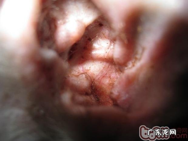 应对狗耳螨的医治标准