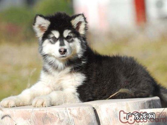 阿拉斯加犬幼狗戒奶的常见问题